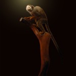 Still_Life_Squirrel_Monkey